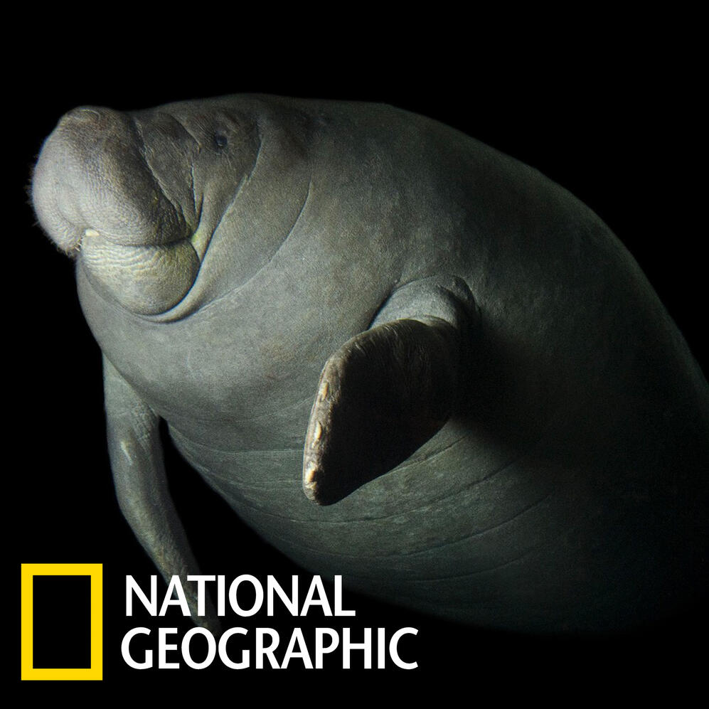 Photo Ark: Antillean Manatee