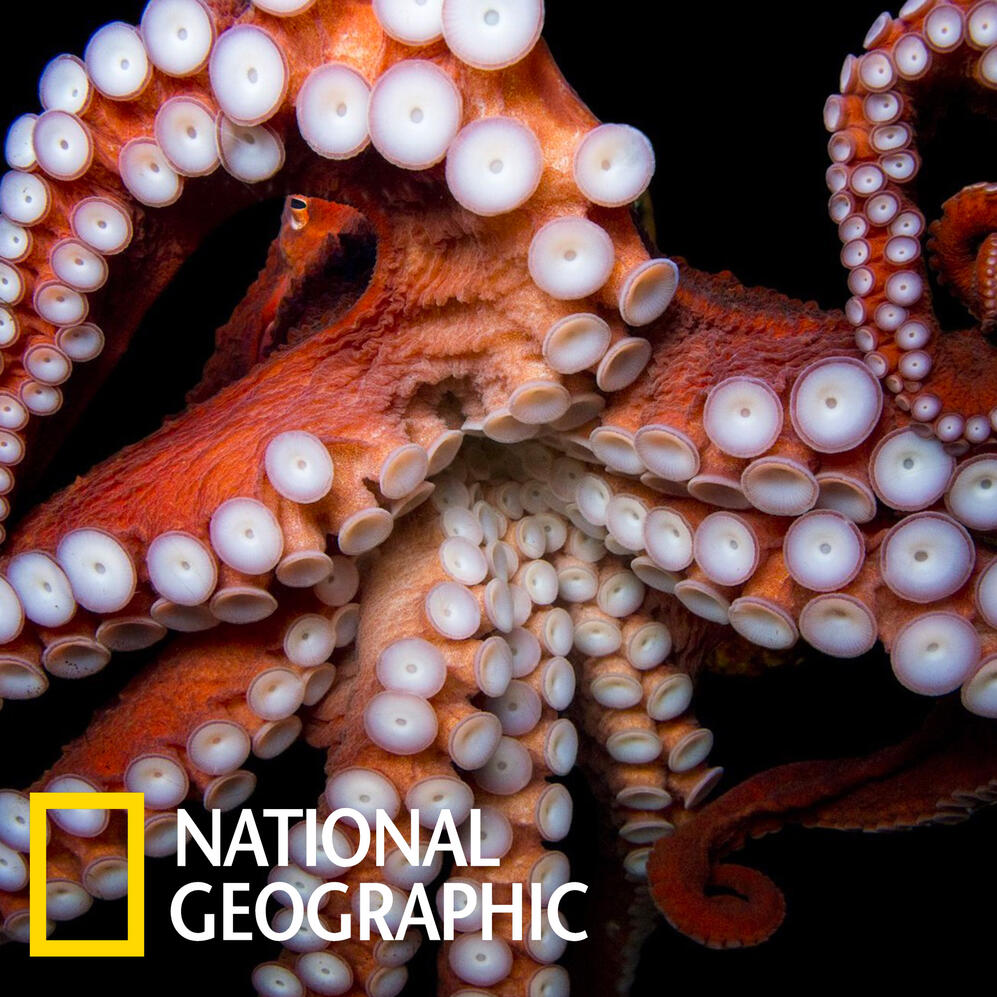 Photo Ark: Giant Pacific Octopus